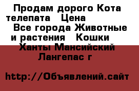  Продам дорого Кота-телепата › Цена ­ 4 500 000 - Все города Животные и растения » Кошки   . Ханты-Мансийский,Лангепас г.